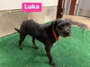 Luka