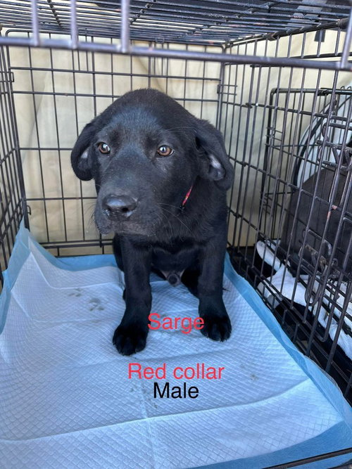 Sarge