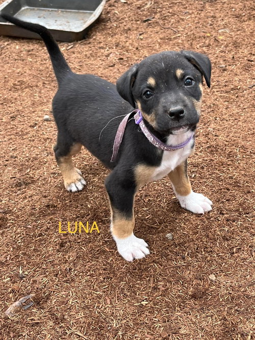 Luna