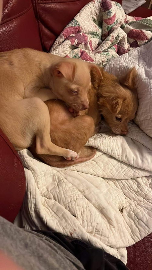 Bonded Scarlet N Piglet