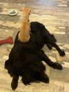 Bonded Scarlet N Piglet