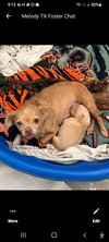 Bonded Scarlet N Piglet