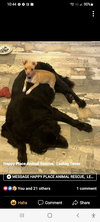 Bonded Scarlet N Piglet