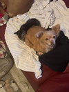 Bonded Scarlet N Piglet