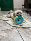 Ollie