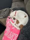 Lola