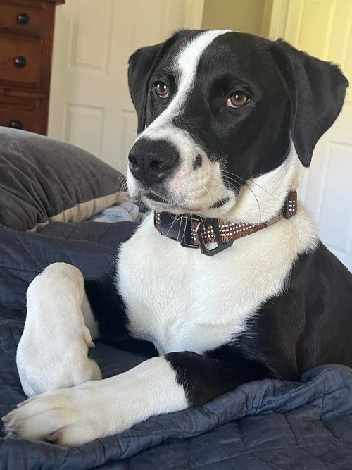Buddy-Omar