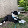 Buddy-Omar