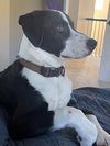 Buddy-Omar