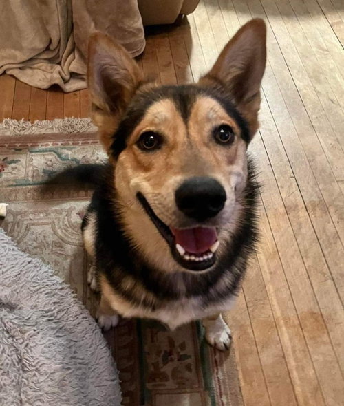 Koda