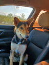 Koda