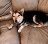 Koda