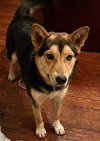 Koda