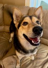 Koda