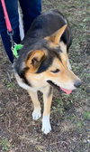 Koda