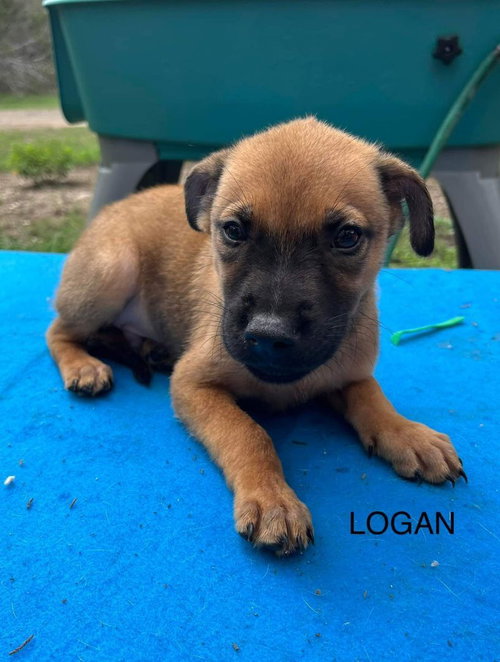Logan