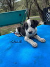 Callie