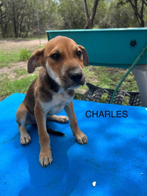 Charles