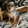 Darla