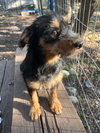 Dora