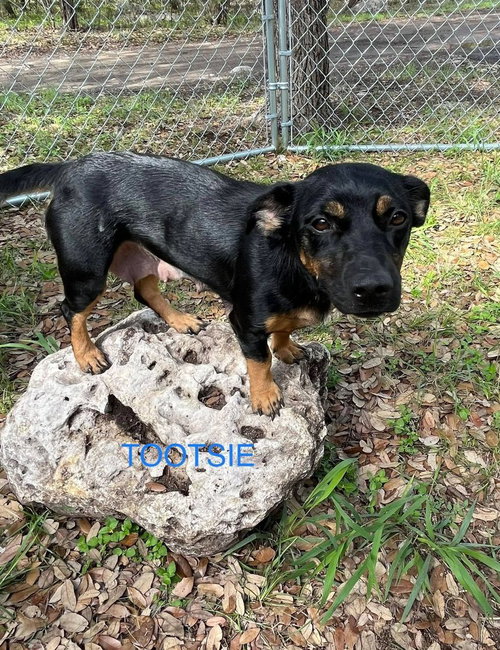 Tootsie