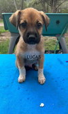 Lucas