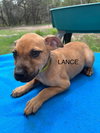 Lance