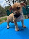 Levi