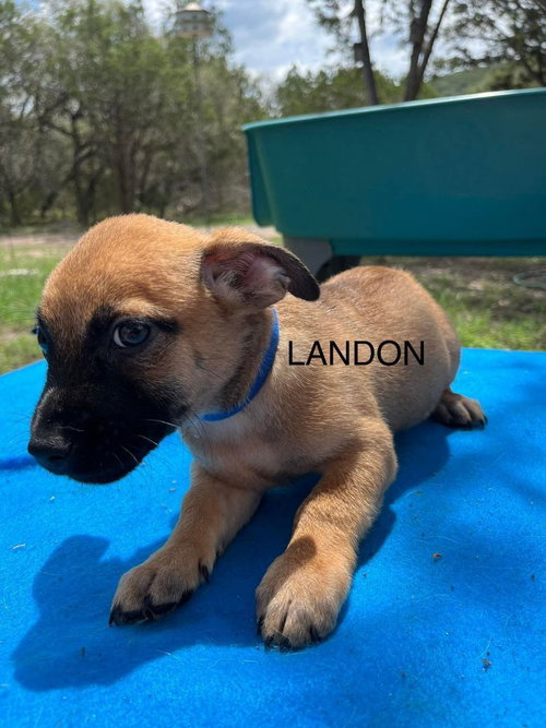 Landon