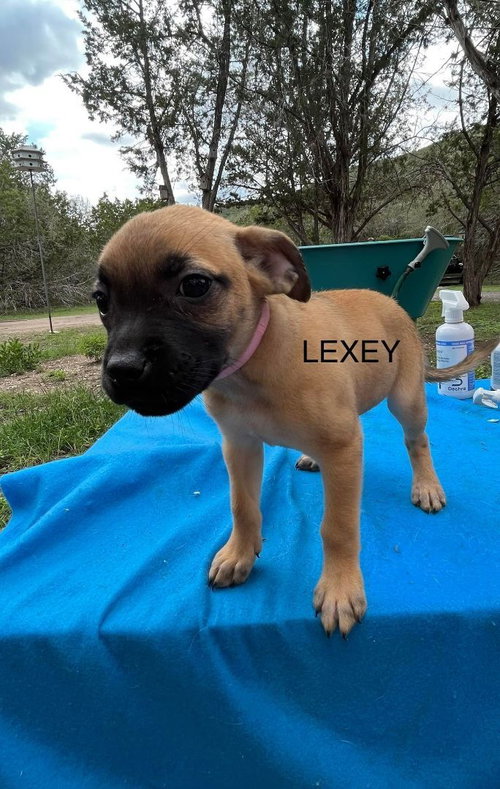 Lexey