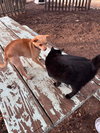 Nibbles