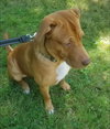 Scooby