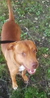 Scooby