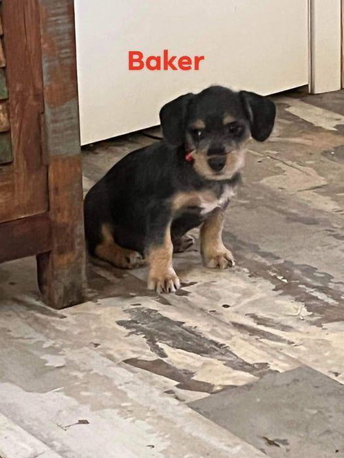 Baker