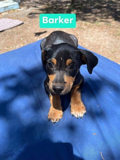 Barker