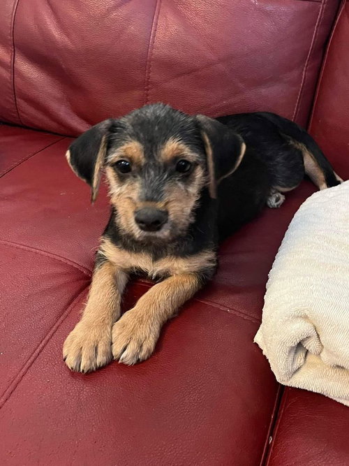 Baxter