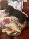Baxter