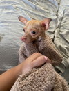 Tiny