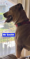 Mr. Smith