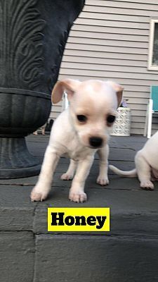 Honey