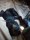 Otto