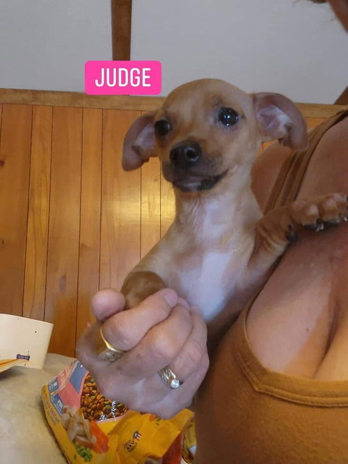 Judge