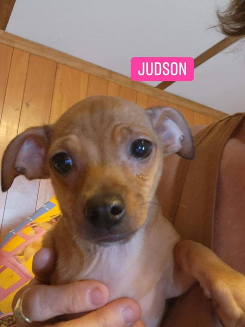 Judson