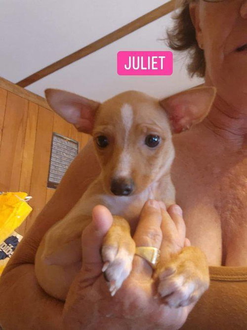 Juliet