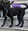 Penny