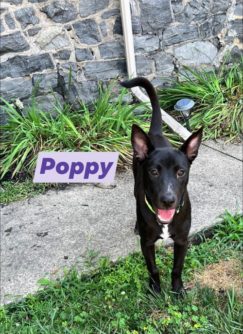Poppy