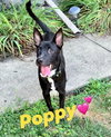 Poppy