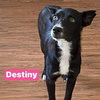 Destiny
