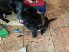 Snuffy