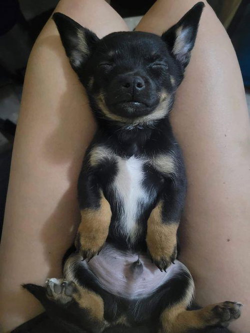 Milo